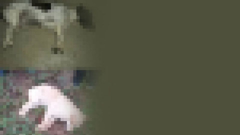 Polis, Karamürsel’deki seri katili arıyor!